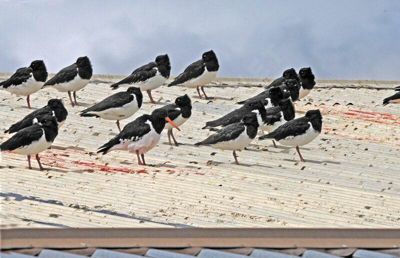 South Island Oystercatcher