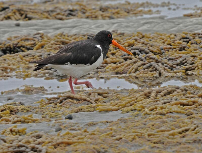 South Island Oystercatcher, habitat, pigmentation