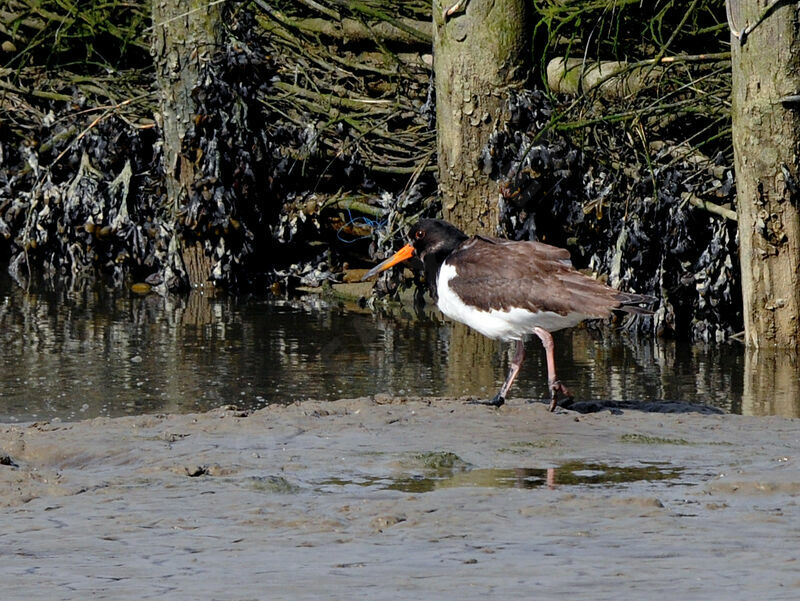 Eurasian Oystercatcher