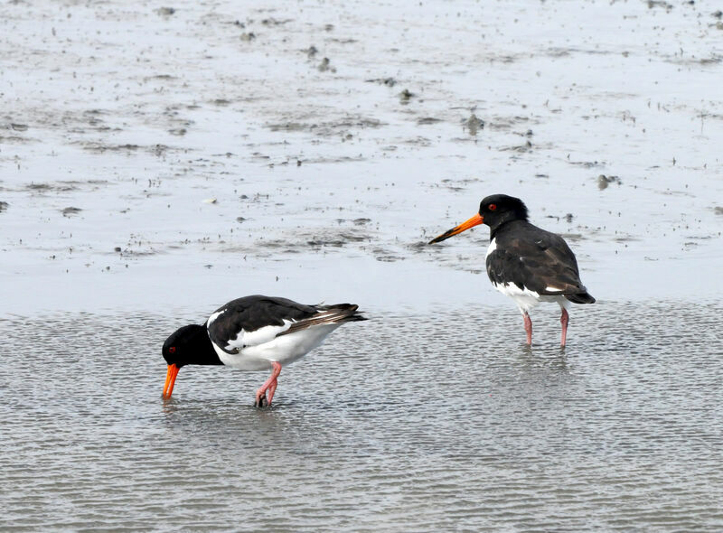 Eurasian Oystercatcher