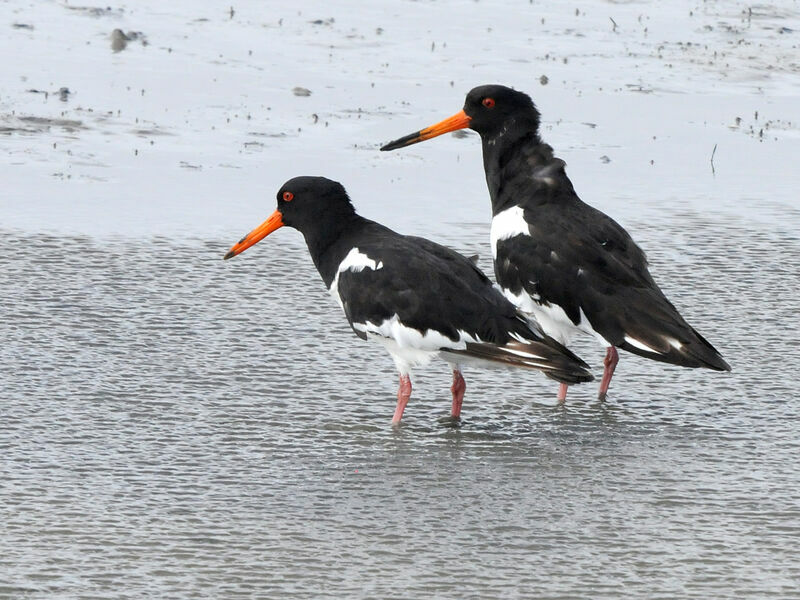 Eurasian Oystercatcher