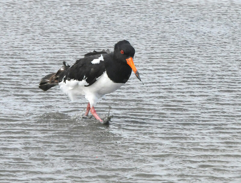 Eurasian Oystercatcher