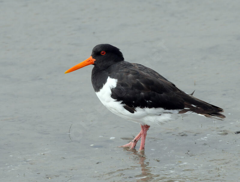 Eurasian Oystercatcher