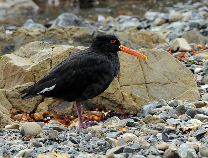 Variable Oystercatcher