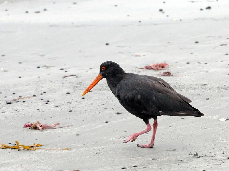 Variable Oystercatcher