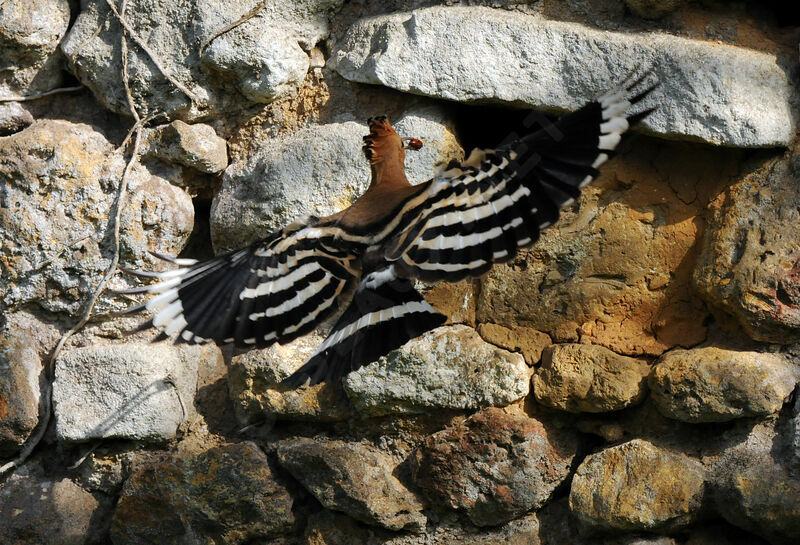 Eurasian Hoopoe