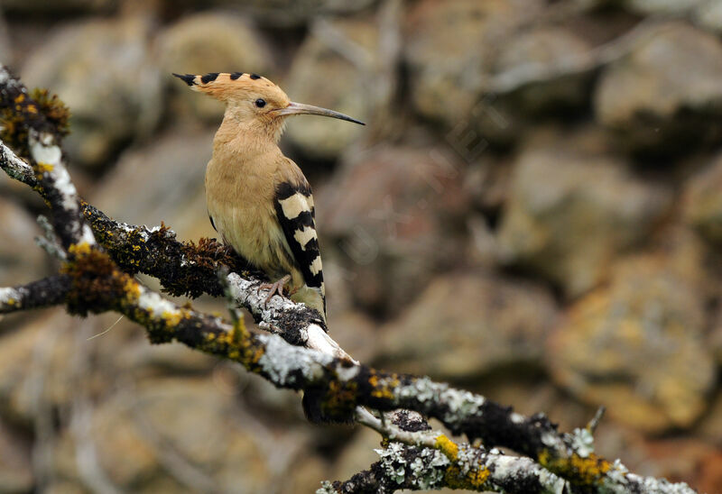 Eurasian Hoopoe female adult