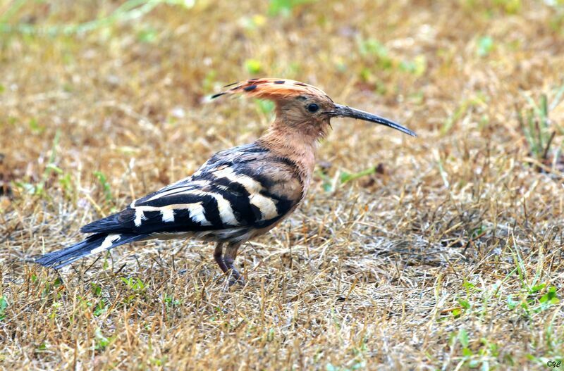 Eurasian Hoopoe male adult