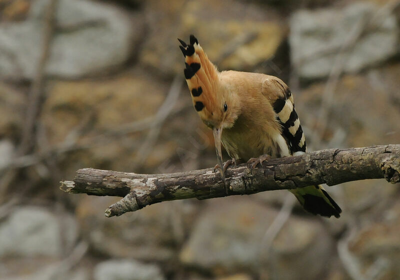 Eurasian Hoopoe