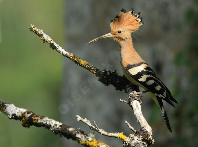 Eurasian Hoopoe