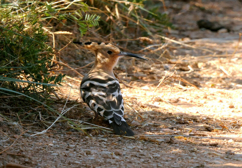 Eurasian Hoopoe