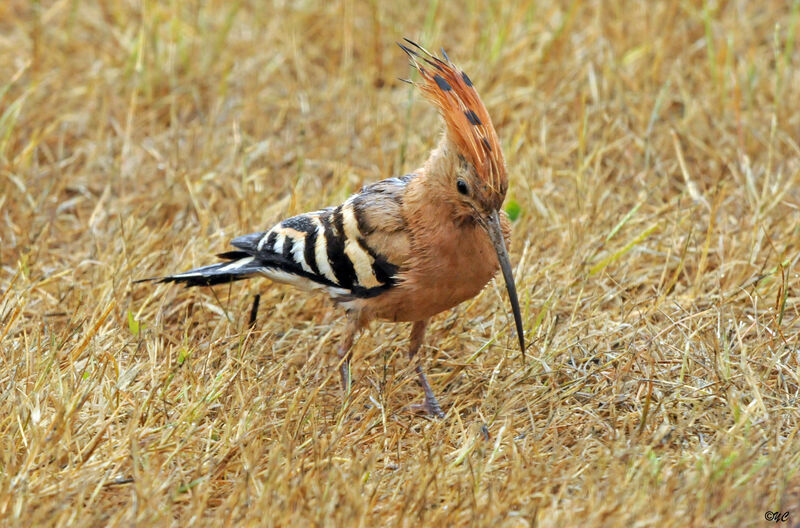 Eurasian Hoopoe male adult