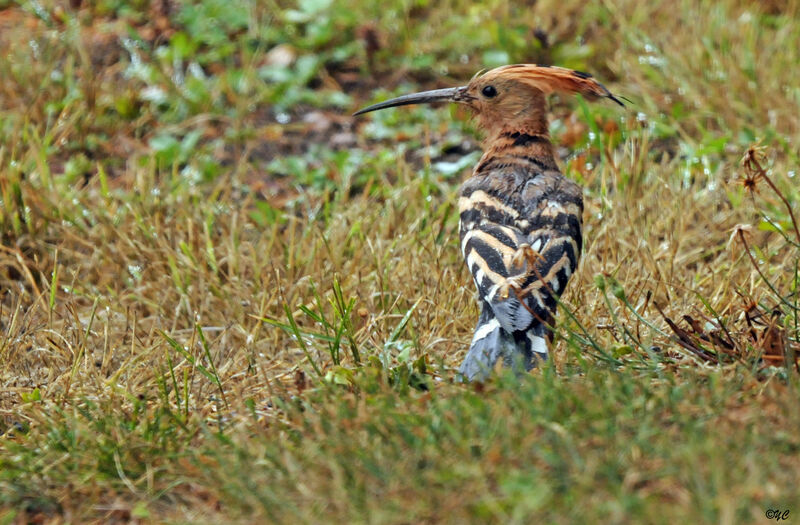 Eurasian Hoopoe male adult