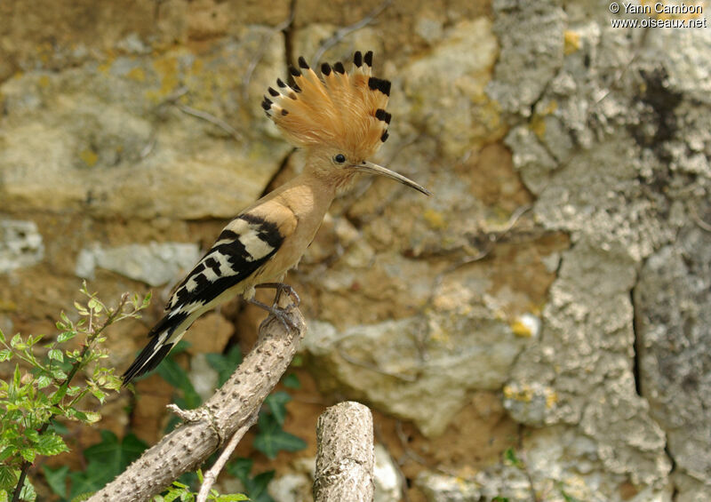 Eurasian Hoopoe female adult breeding, identification