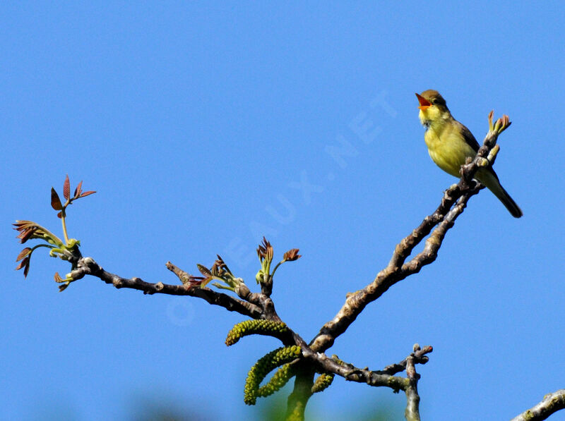 Melodious Warbler