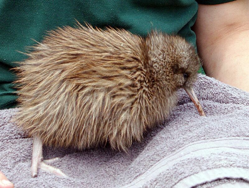 Southern Brown Kiwijuvenile