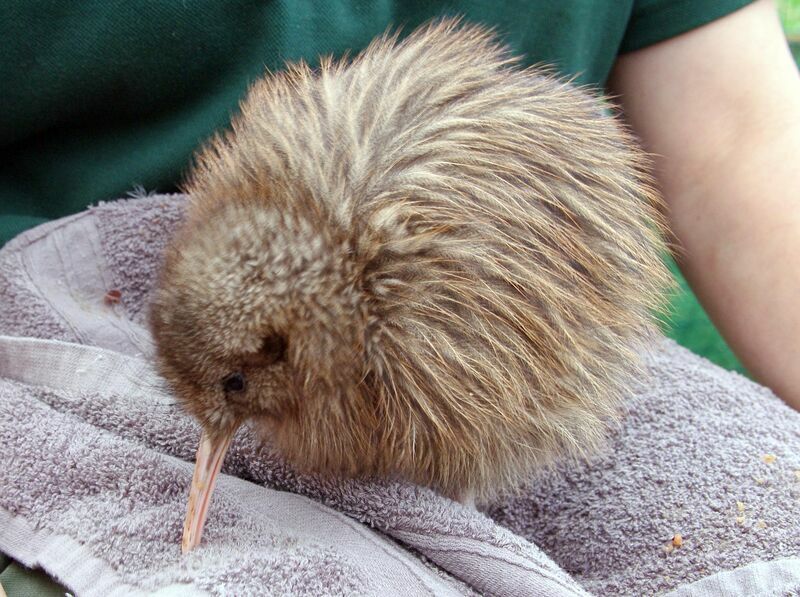 Kiwi australjuvénile