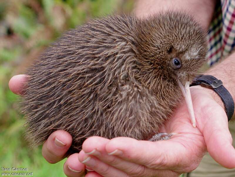 Kiwi d'Okarito, identification