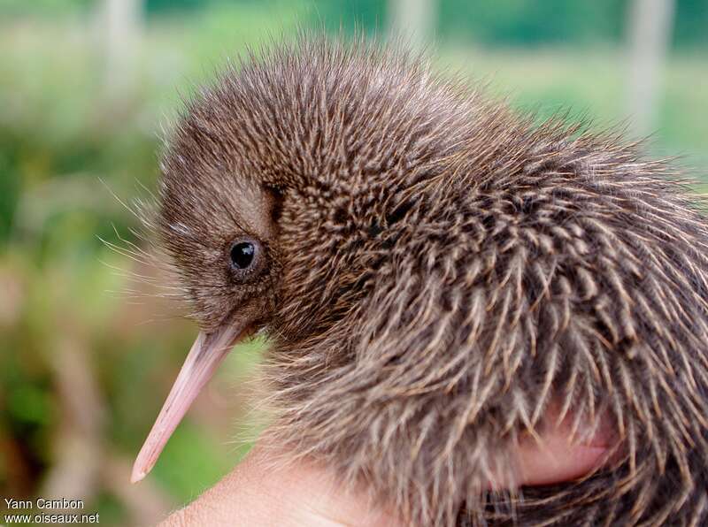 Okarito Kiwi, close-up portrait