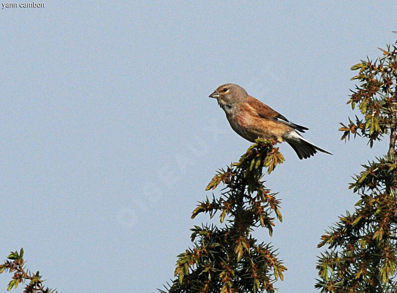 Linotte mélodieuse