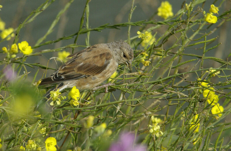 Linotte mélodieuseadulte