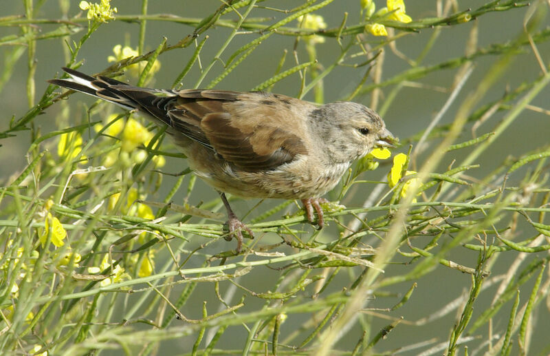 Linotte mélodieuseadulte