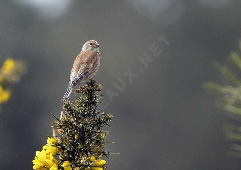 Common Linnet male adult breeding