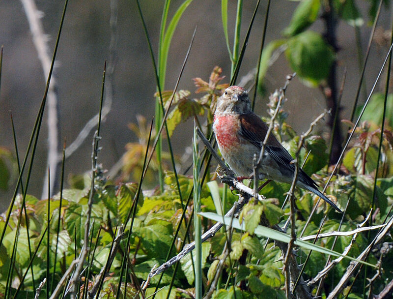 Linotte mélodieuse mâle adulte nuptial