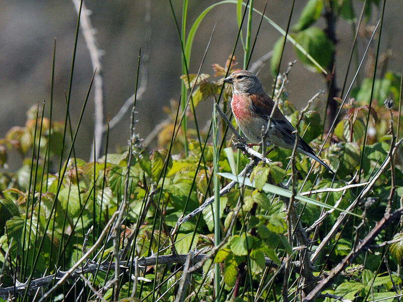 Common Linnet male adult breeding