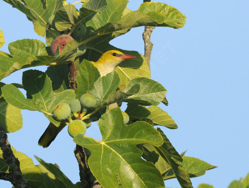 Eurasian Golden Oriole