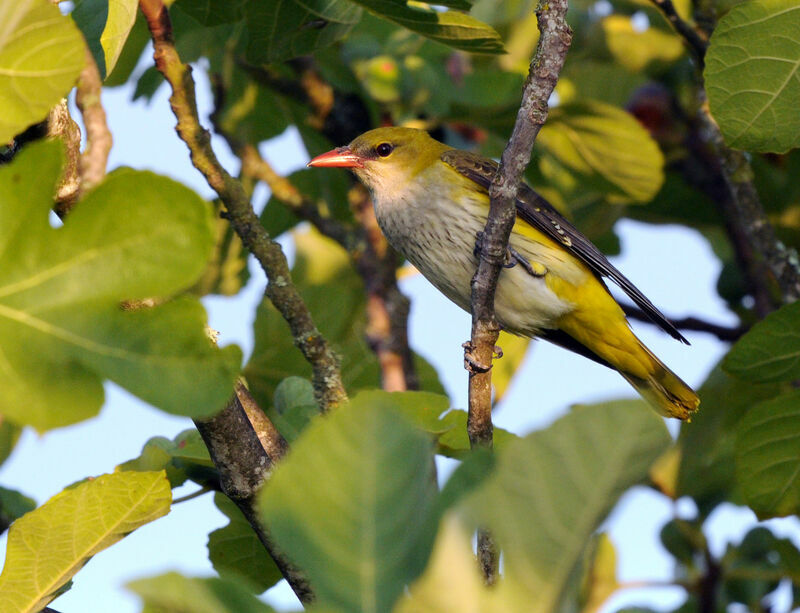 Eurasian Golden Oriole female adult breeding