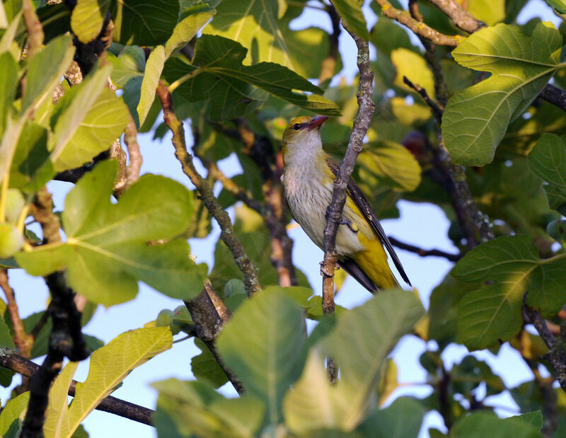 Eurasian Golden Oriole female adult breeding