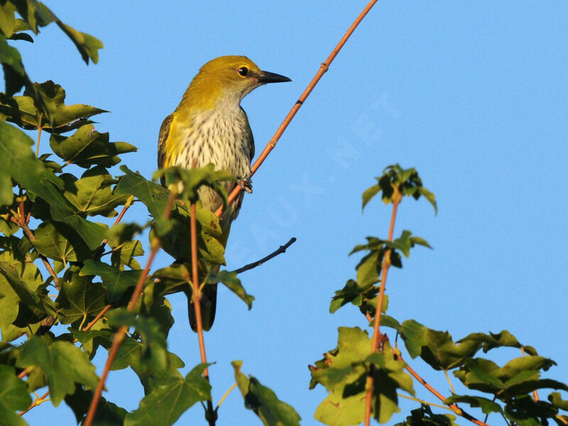 Eurasian Golden Oriole female adult breeding