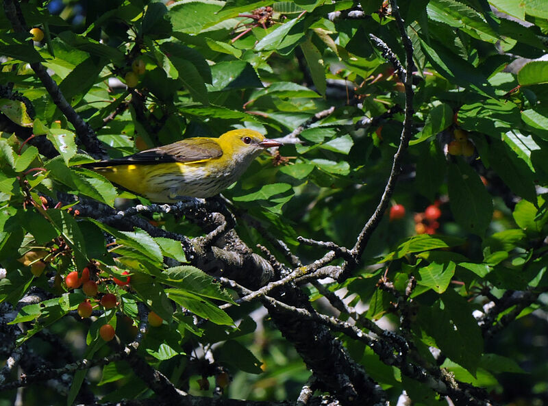 Eurasian Golden Oriole female adult breeding