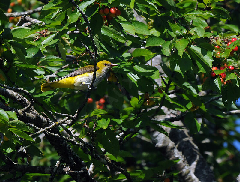 Eurasian Golden Oriole female adult breeding