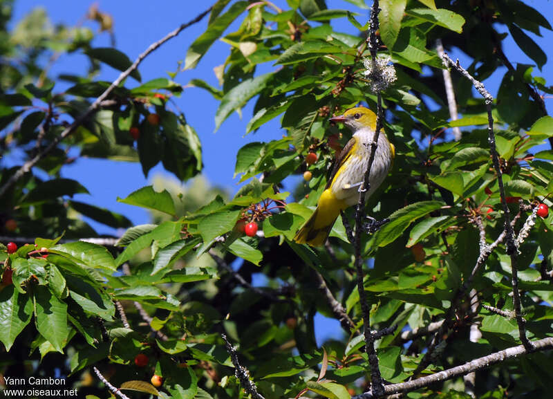 Eurasian Golden Oriole female adult breeding, habitat, feeding habits