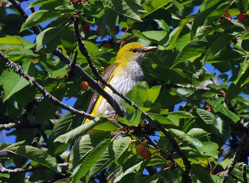 Eurasian Golden Oriole female adult breeding