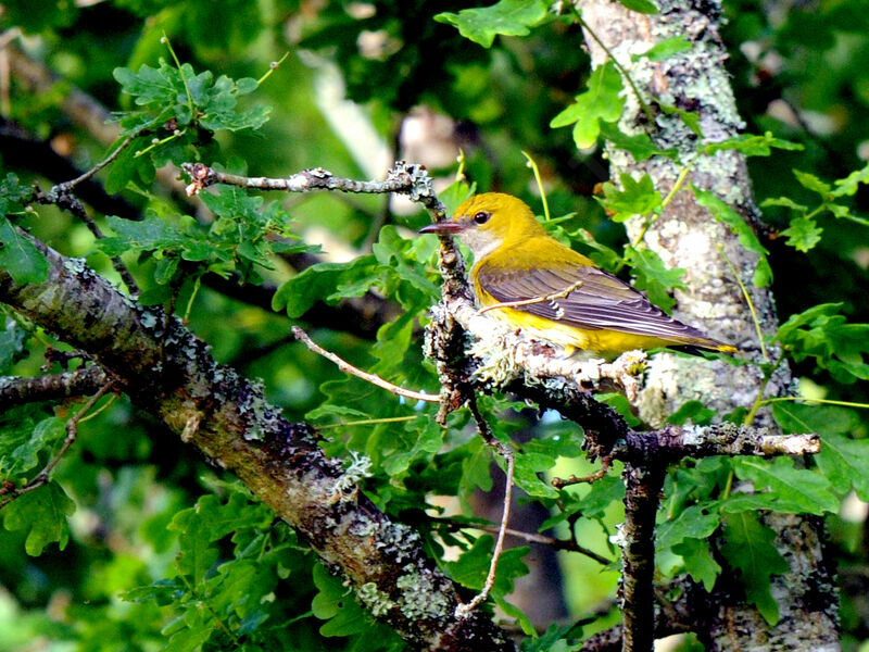 Eurasian Golden Oriole female adult breeding