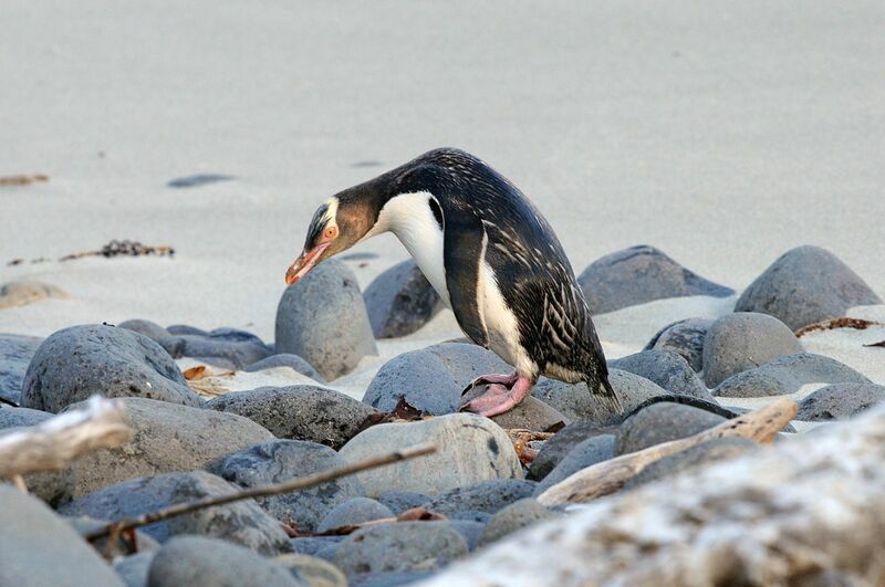 Yellow-eyed Penguin