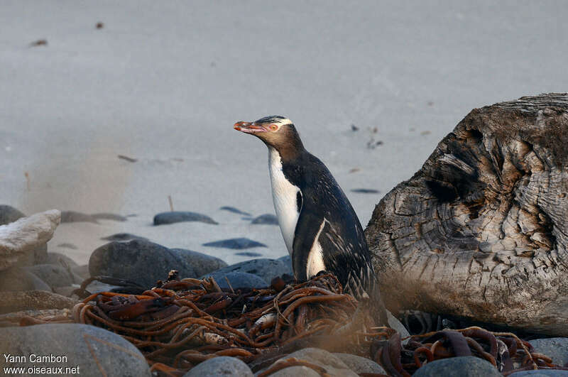 Manchot antipodeadulte, habitat, pigmentation