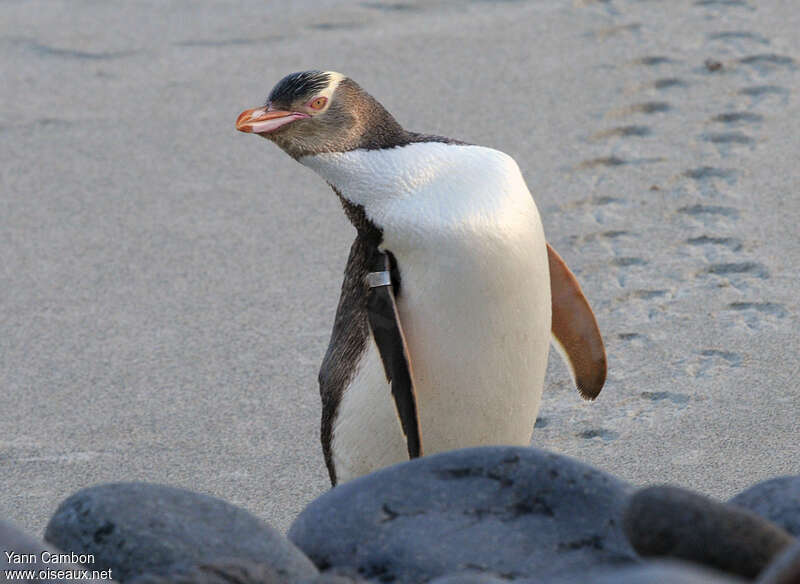 Yellow-eyed Penguinadult, Behaviour