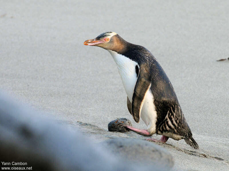 Yellow-eyed Penguinadult, identification