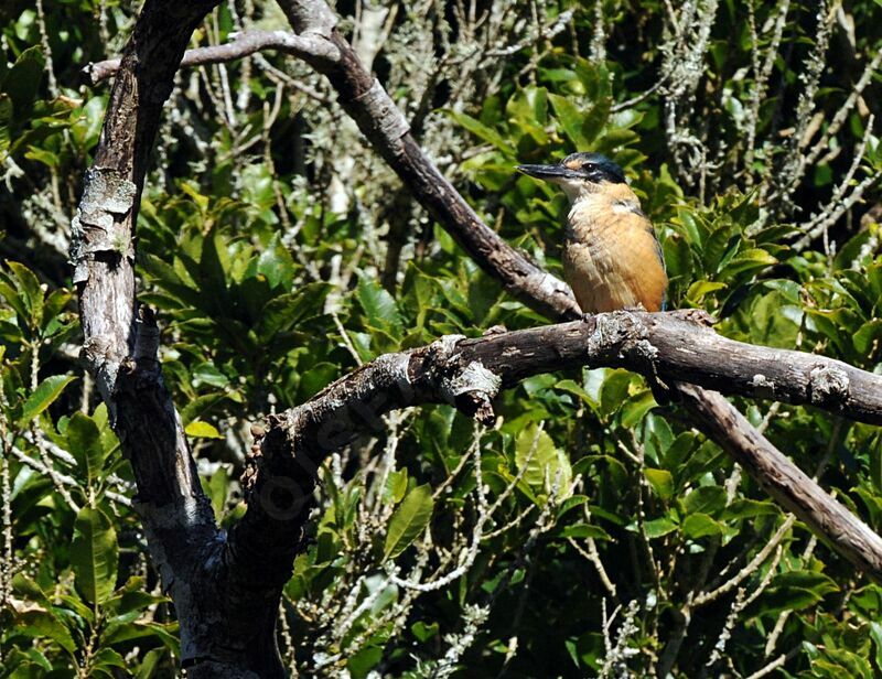 Sacred Kingfisher