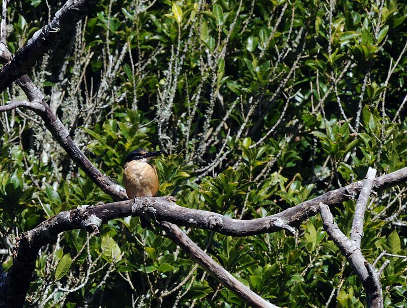 Sacred Kingfisher