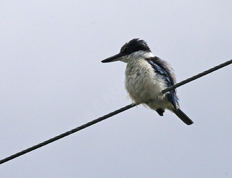 Sacred Kingfisher