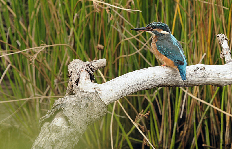 Common Kingfisher