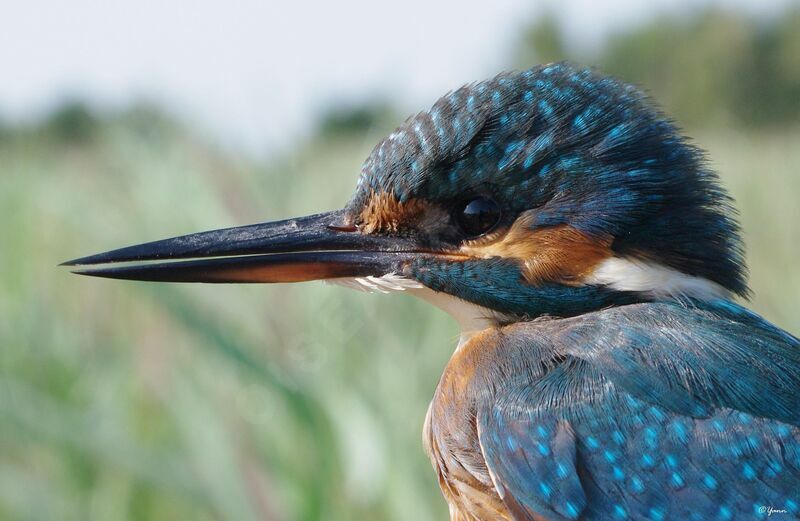 Common Kingfisher