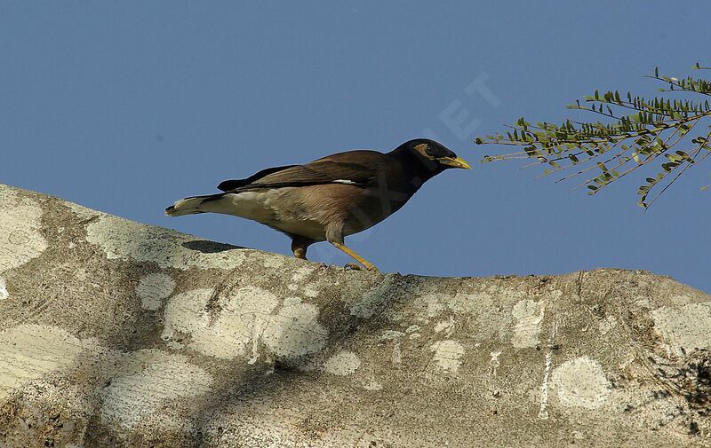 Common Mynaadult