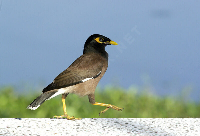 Common Myna