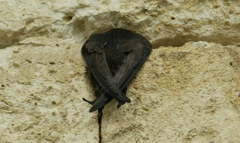 Common Swiftadult breeding